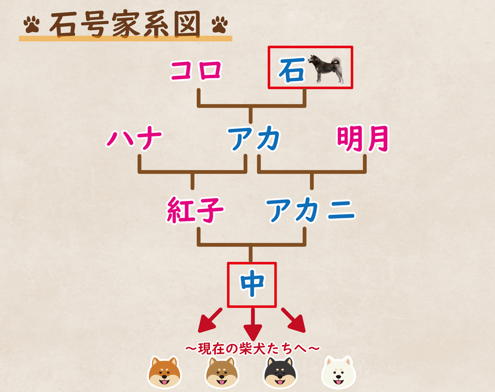 石号家系図