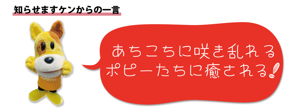 犬の一言2406