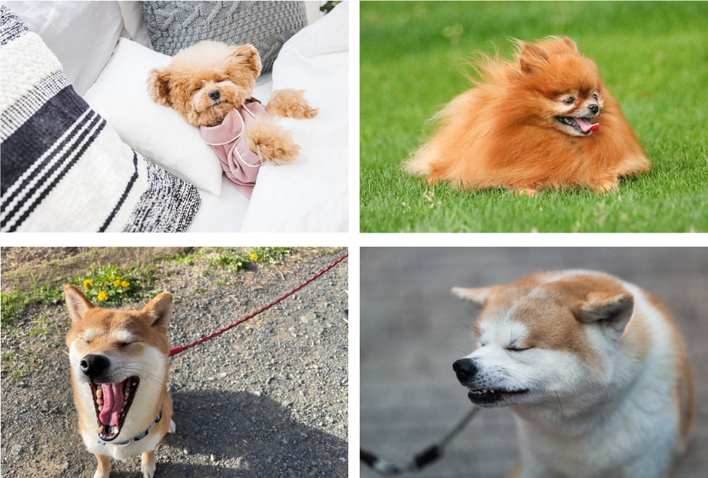 投稿写真の例